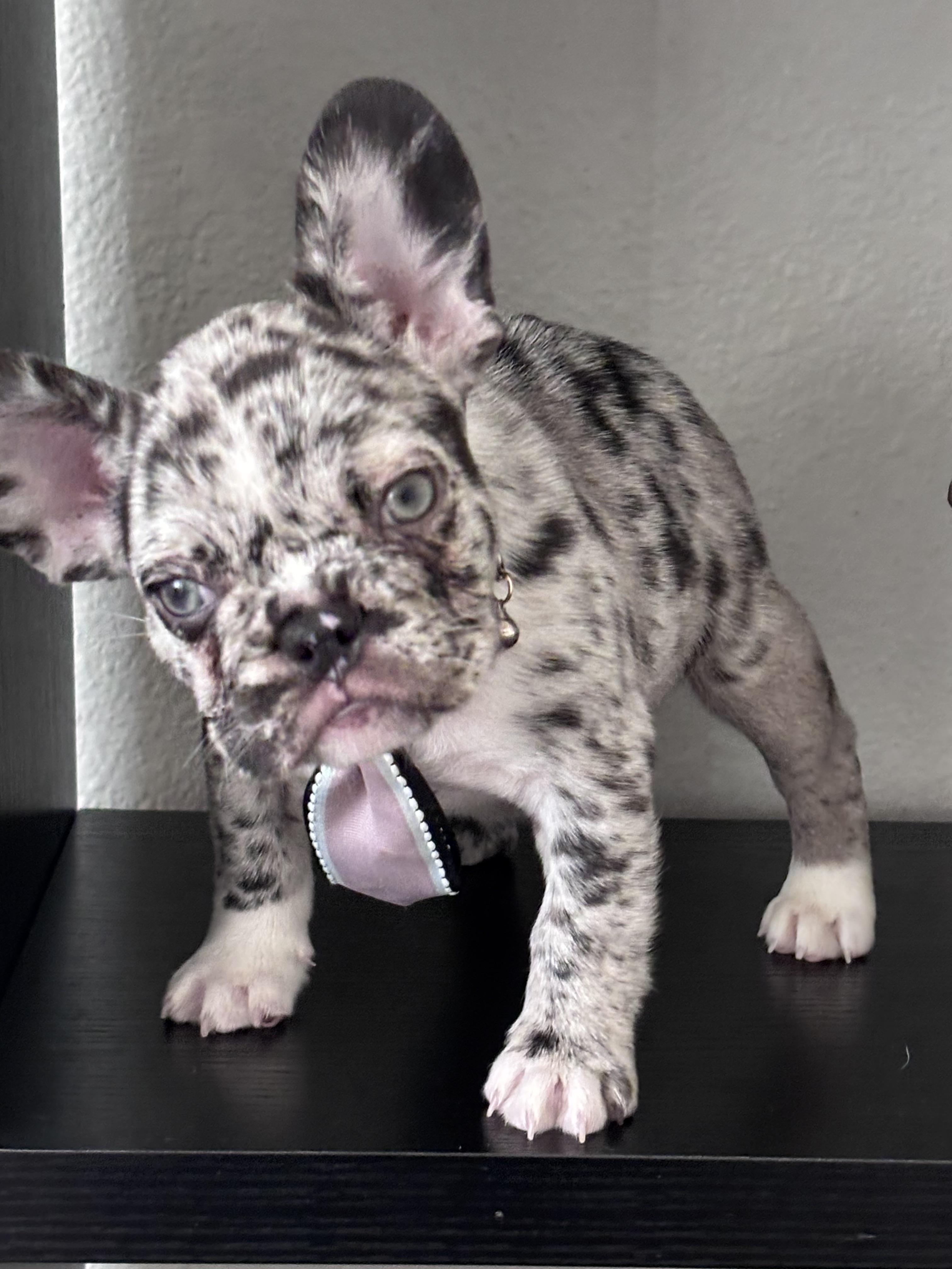 Blu, a ADOPTABLE French Bulldog in Bradenton , FL image 2/5