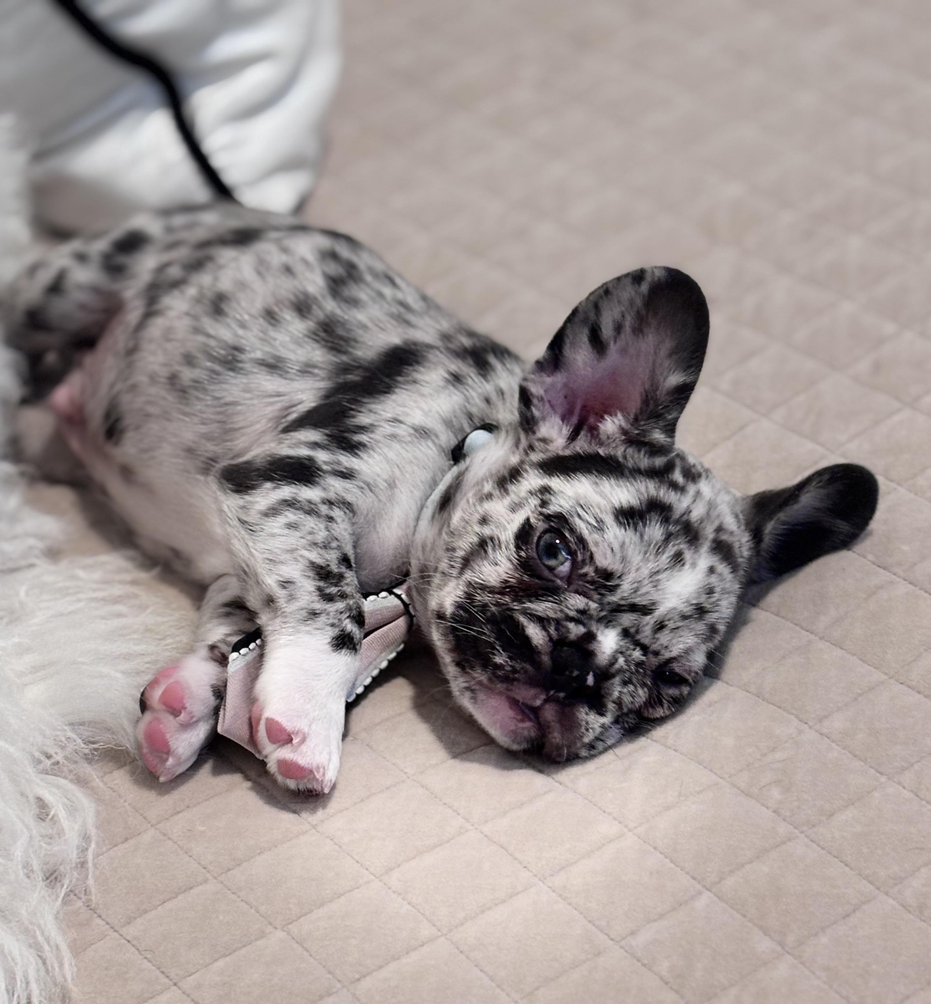Blu, a ADOPTABLE French Bulldog in Bradenton , FL image 3/5