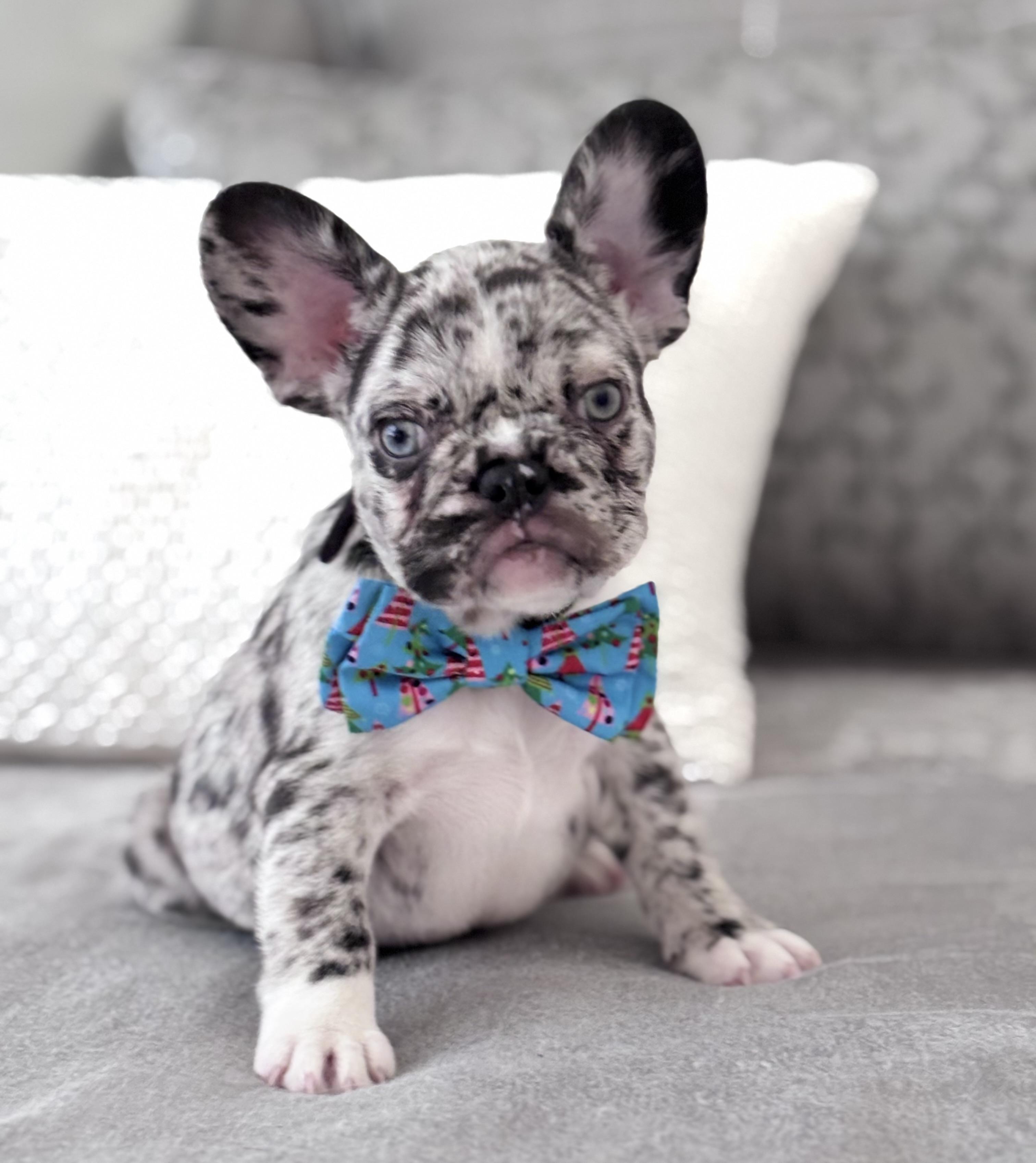 Blu, a ADOPTABLE French Bulldog in Bradenton , FL image 1/5