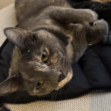 Enlarge Nathalie, an adoptable Dilute Tortoiseshell in Stanstead, QC image 1/4