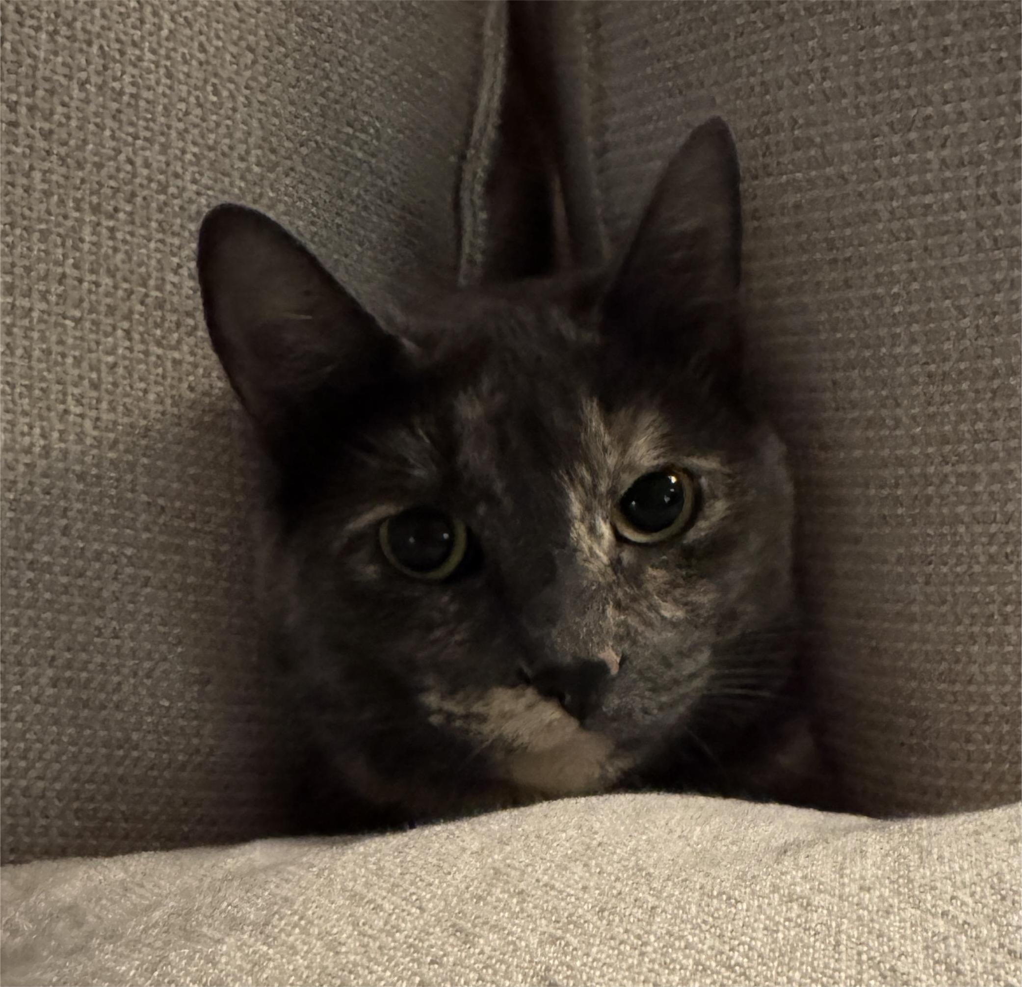 Enlarge Nathalie, an adoptable Dilute Tortoiseshell in Stanstead, QC image 4/4