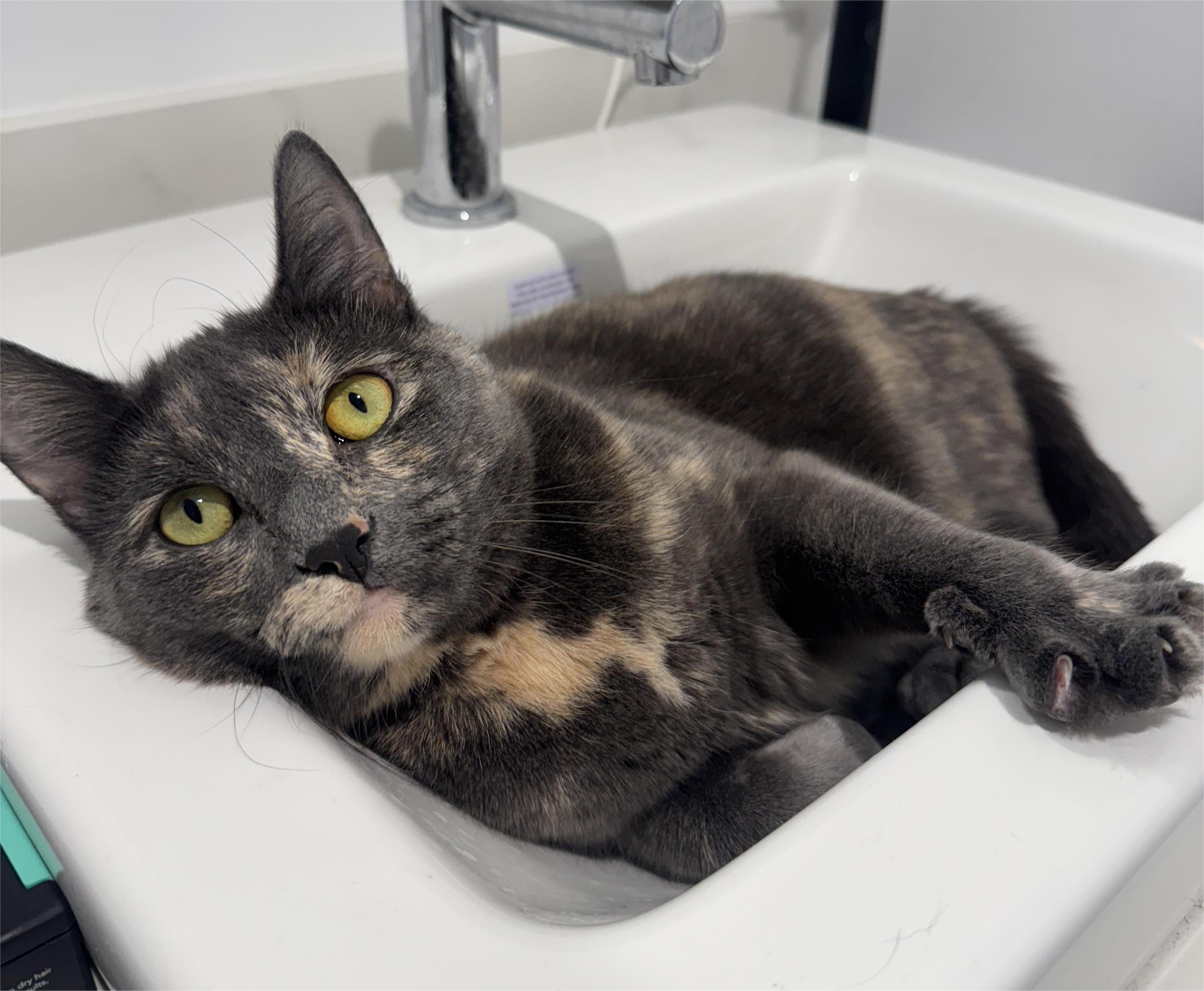 Enlarge Nathalie, an adoptable Dilute Tortoiseshell in Stanstead, QC image 3/4