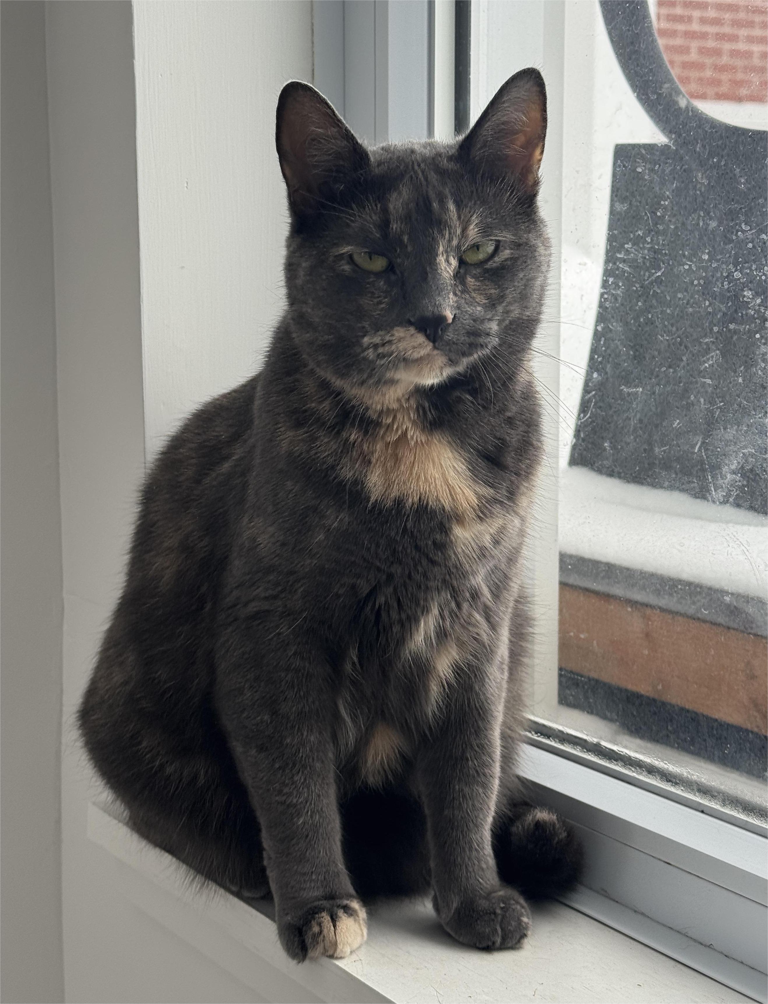 Enlarge Nathalie, an adoptable Dilute Tortoiseshell in Stanstead, QC image 2/4