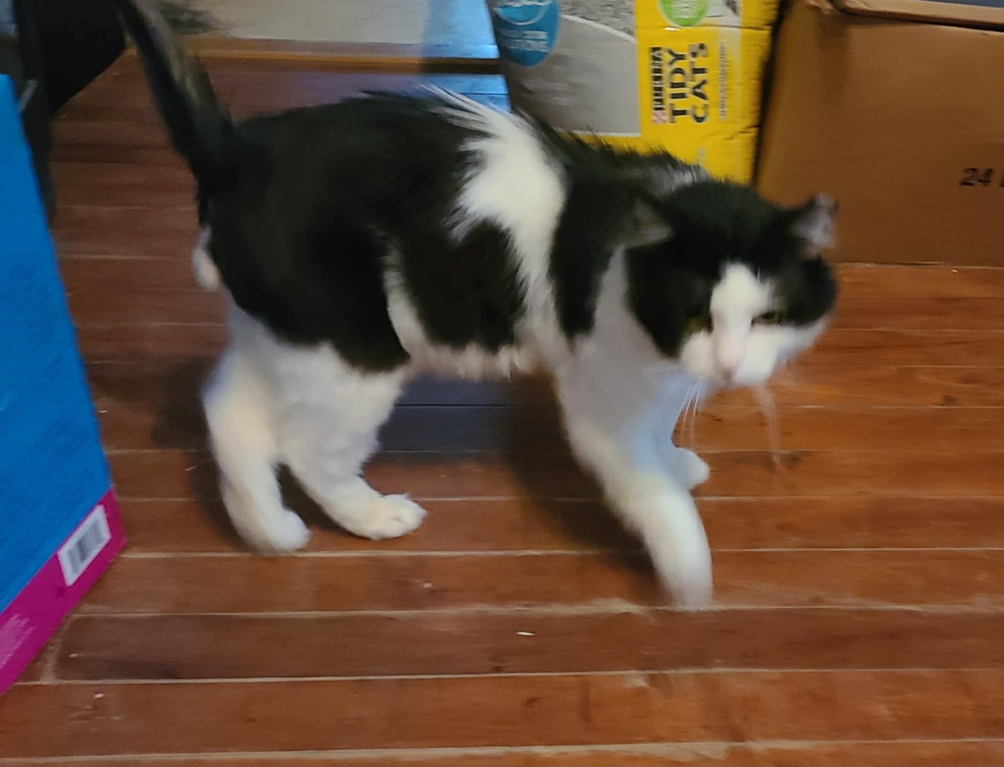 Harold, Adoptable, Senior Male Domestic Long Hair.