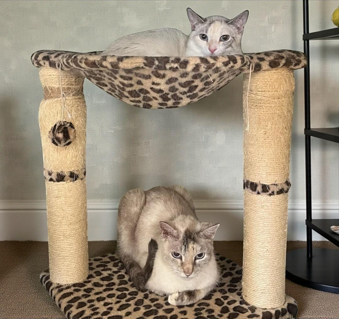 Enlarge Kira , a Adoptable mixed breed in Hillsboro, TX image 4/6