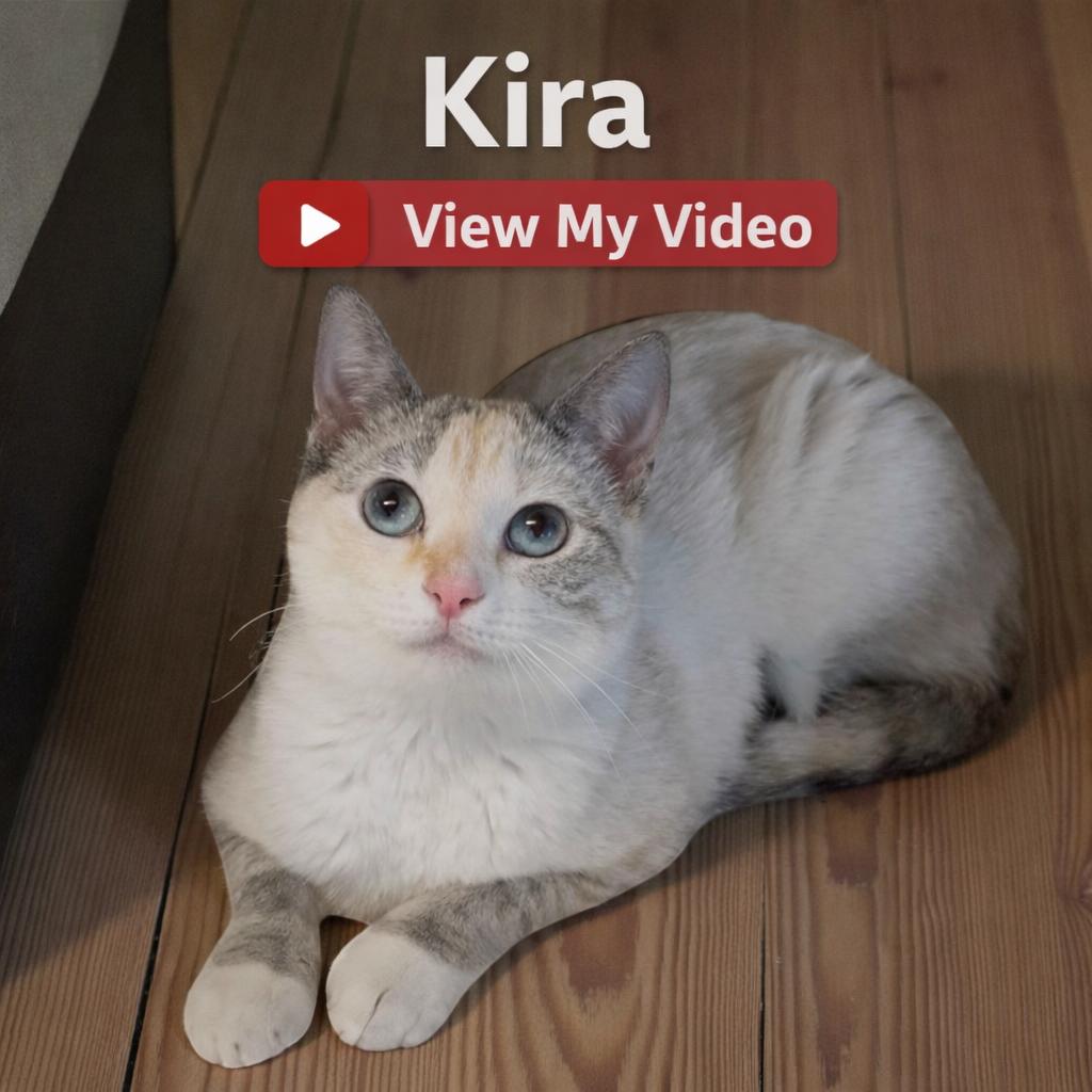 Enlarge Kira , a Adoptable mixed breed in Hillsboro, TX image 3/6
