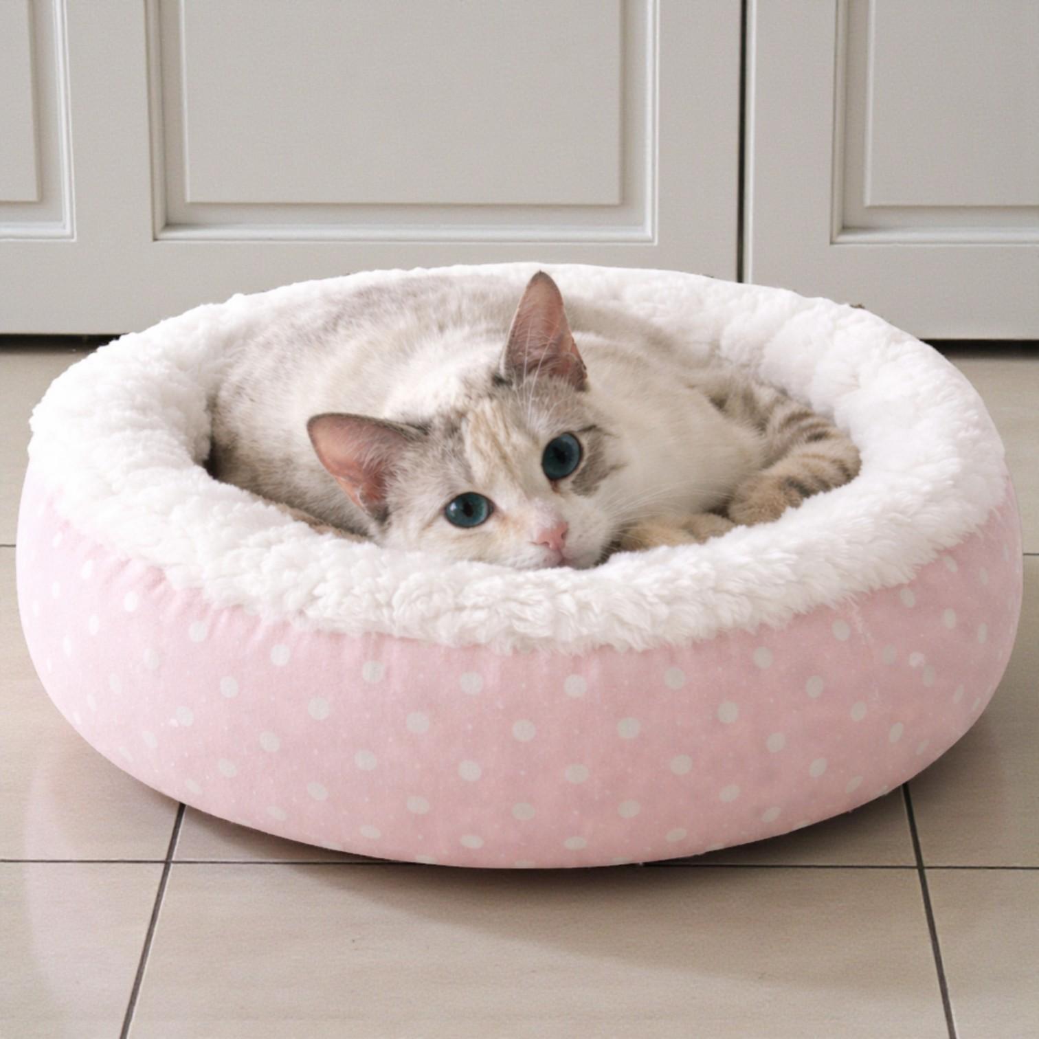 Kira , Adoptable, Young Female Siamese & Domestic Short Hair.