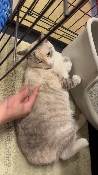 Enlarge Kira , a Adoptable mixed breed in Hillsboro, TX video 6/6