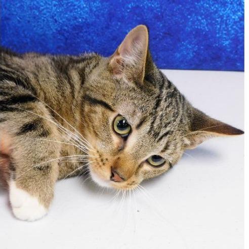 Adam, a Adoptable Domestic Short Hair in Canton, IL image 1/6