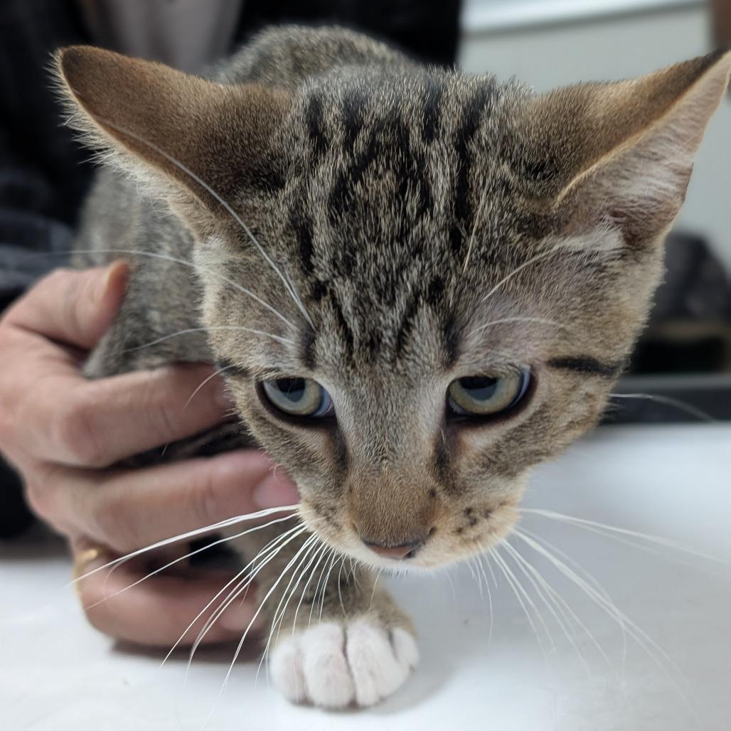 Adam, a Adoptable Domestic Short Hair in Canton, IL image 2/6