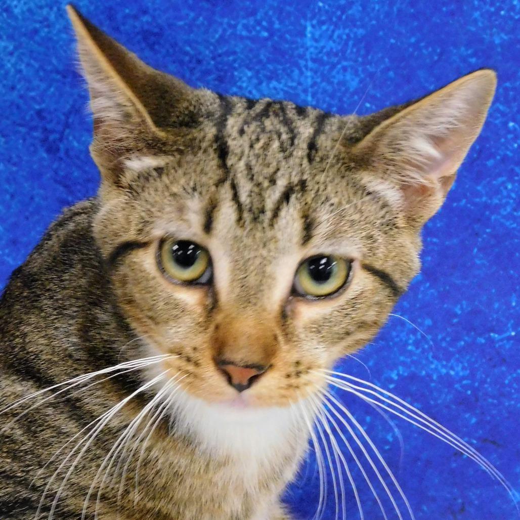 Adam, a Adoptable Domestic Short Hair in Canton, IL image 3/6