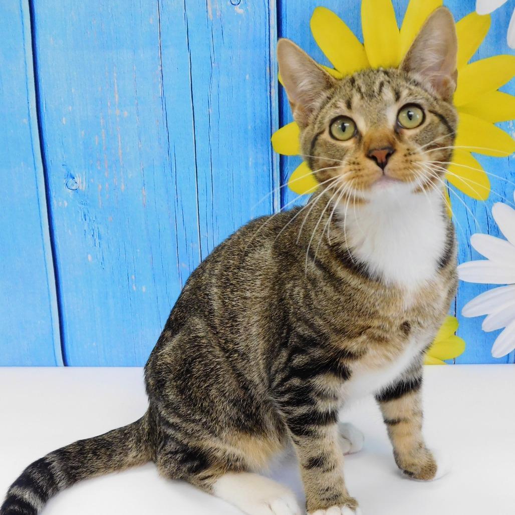Adam, a Adoptable Domestic Short Hair in Canton, IL image 4/6