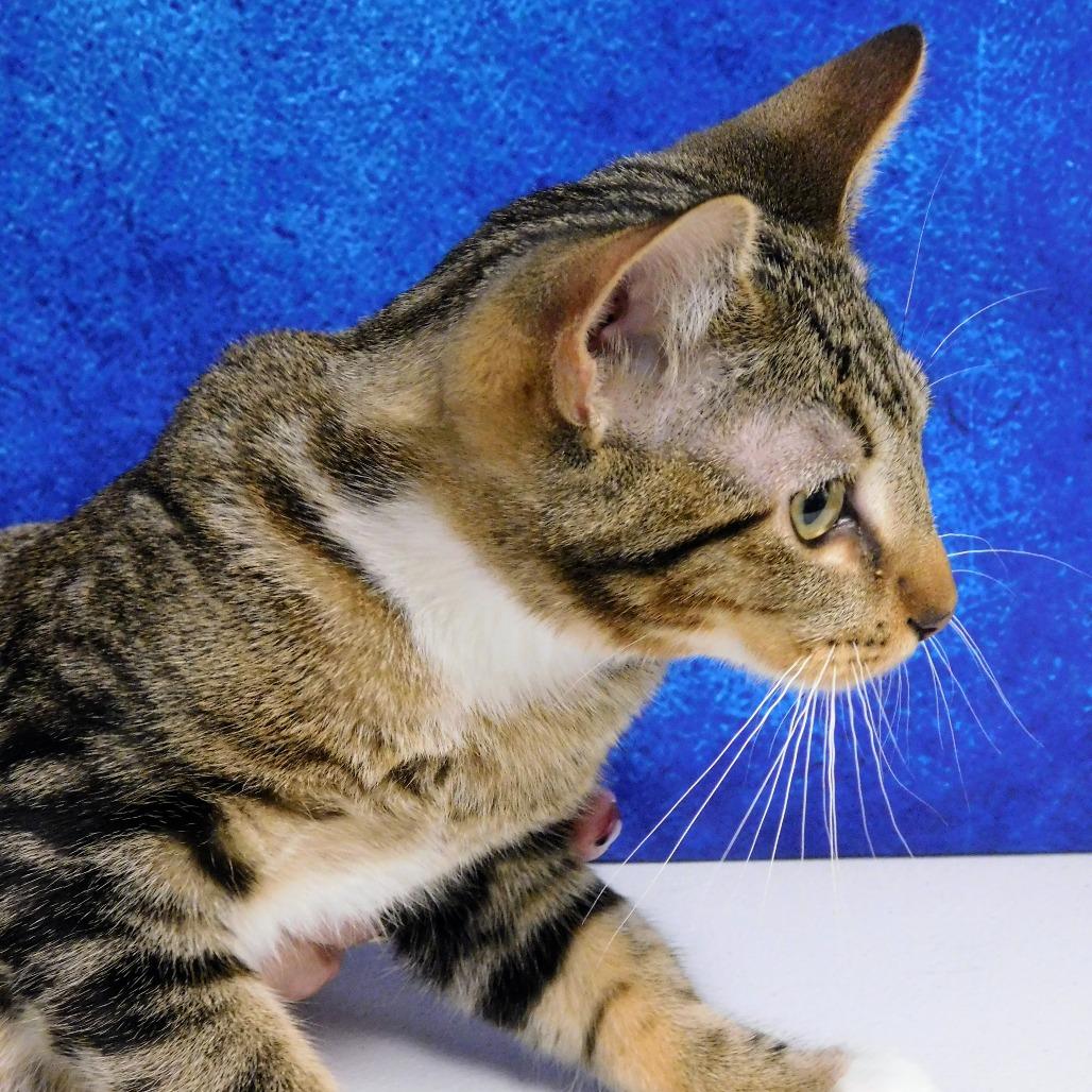 Adam, a Adoptable Domestic Short Hair in Canton, IL image 5/6
