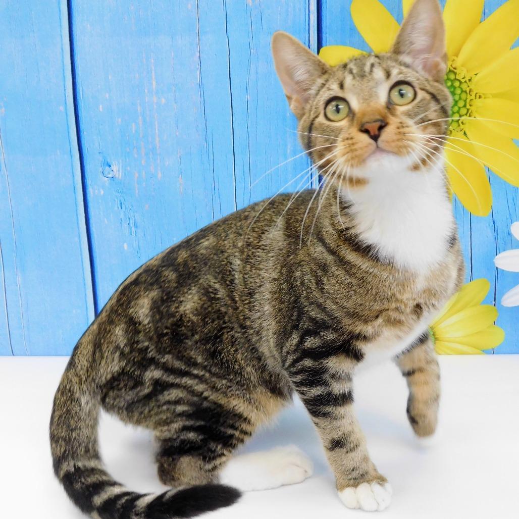 Adam, a Adoptable Domestic Short Hair in Canton, IL image 6/6