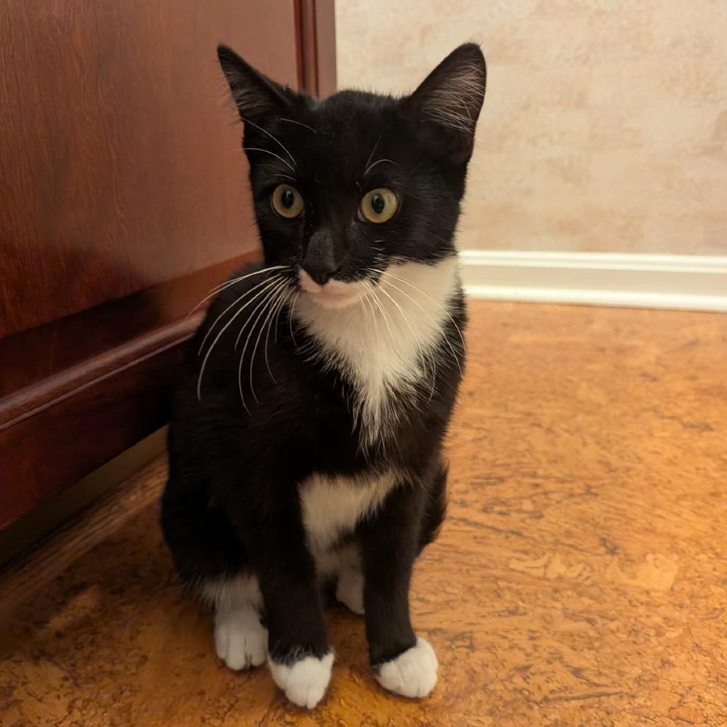 Blackberry, Adoptable, Young Male Domestic Short Hair.