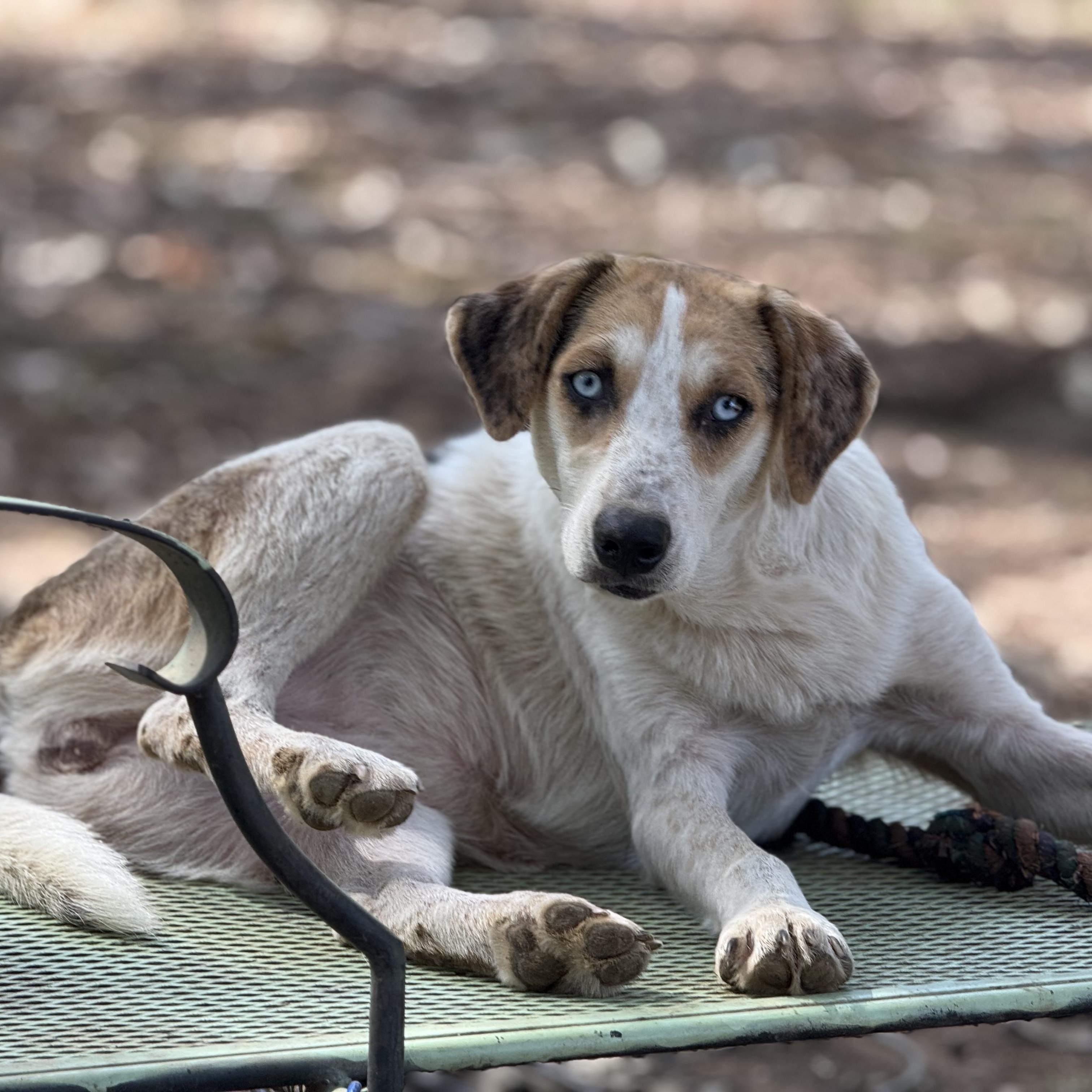 Enlarge Rose, a Adoptable mixed breed in Fishkill, NY image 3/6