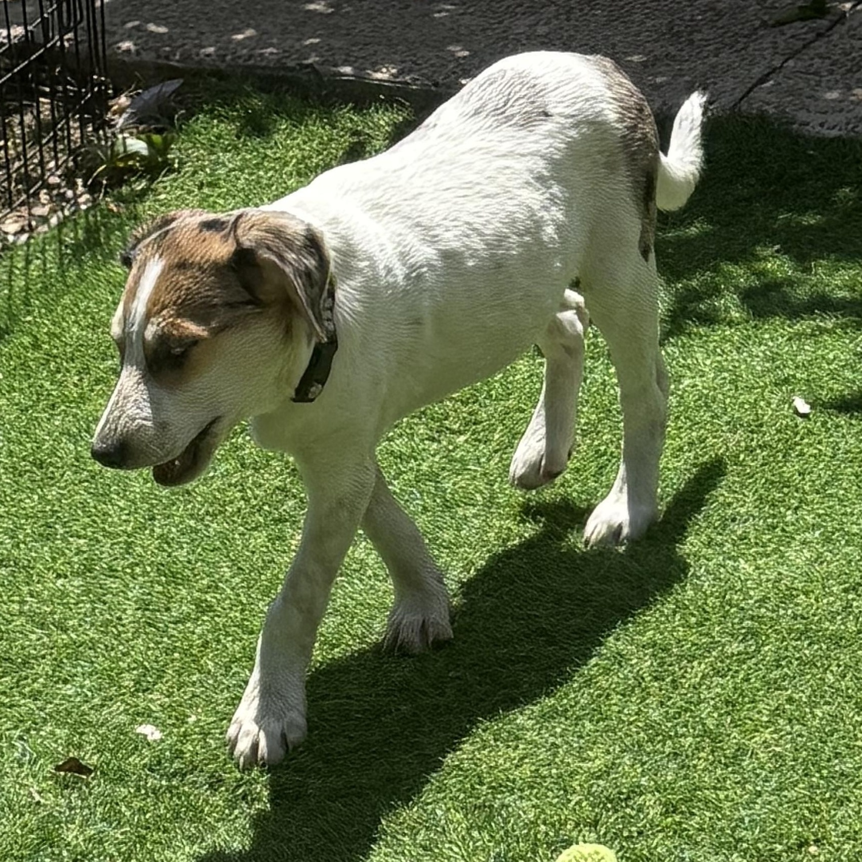 Enlarge Rose, a Adoptable mixed breed in Fishkill, NY image 5/6