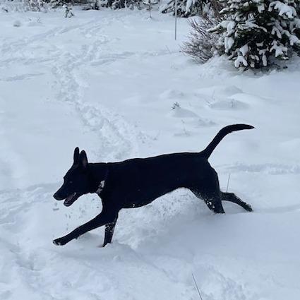 Obsidian, Adoptable, Adult Female Labrador Retriever & Mixed Breed.