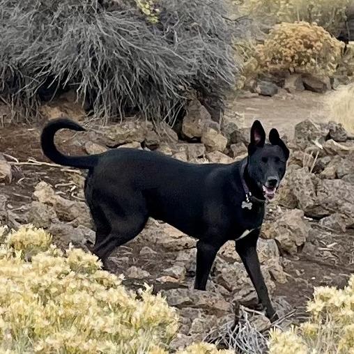 Enlarge Obsidian, a Adoptable mixed breed in Bend, OR image 2/6