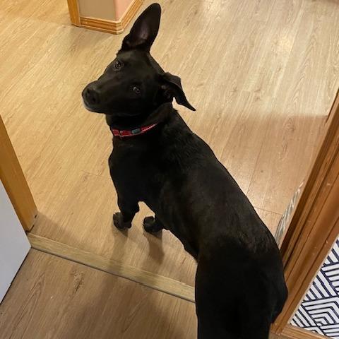 Enlarge Obsidian, a Adoptable mixed breed in Bend, OR image 3/6