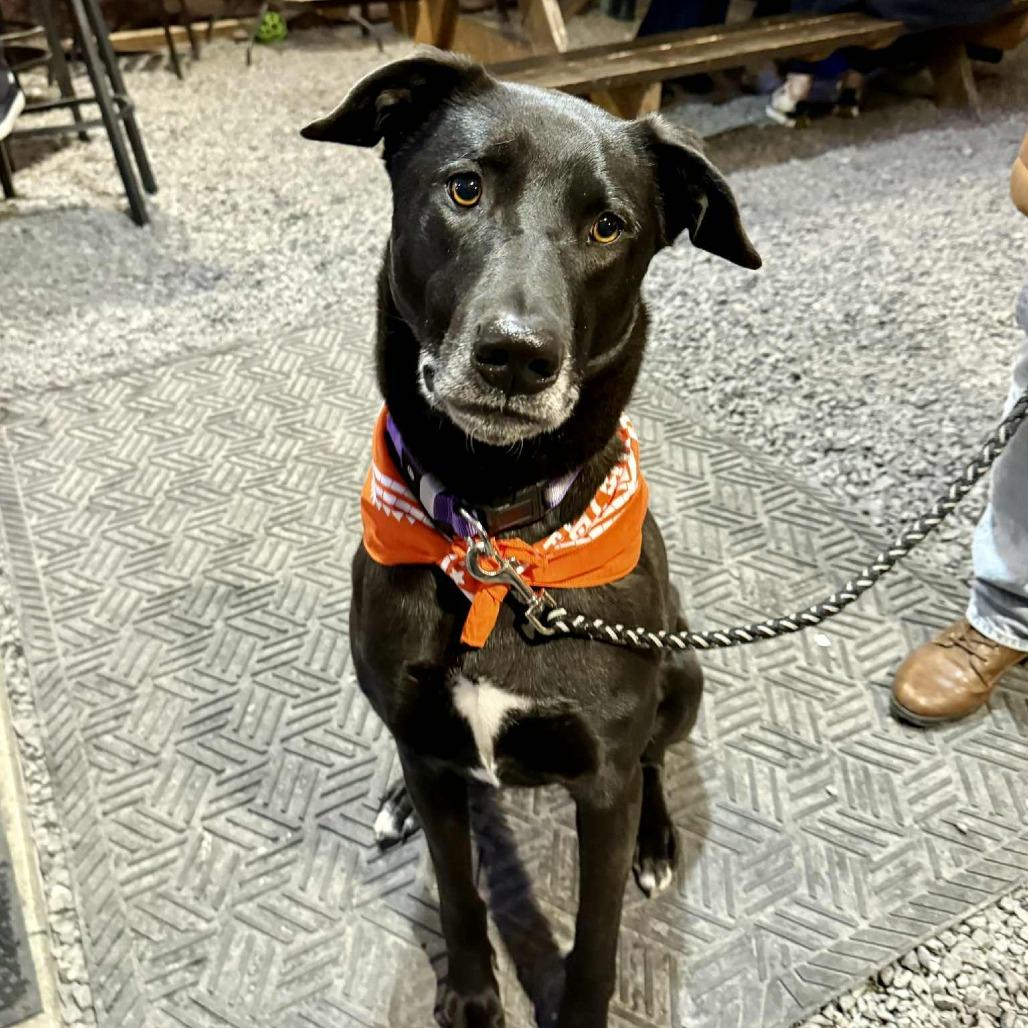 Enlarge Obsidian, a Adoptable mixed breed in Bend, OR image 4/6