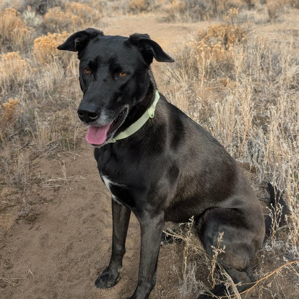 Enlarge Obsidian, a Adoptable mixed breed in Bend, OR image 4/6