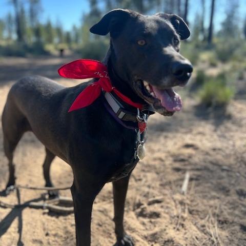 Enlarge Obsidian, a Adoptable mixed breed in Bend, OR image 5/6