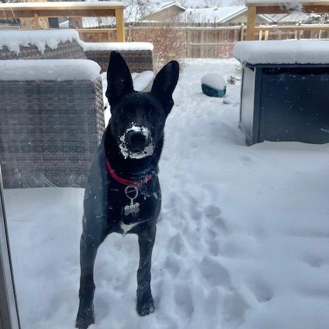 Enlarge Obsidian, a Adoptable mixed breed in Bend, OR image 6/6