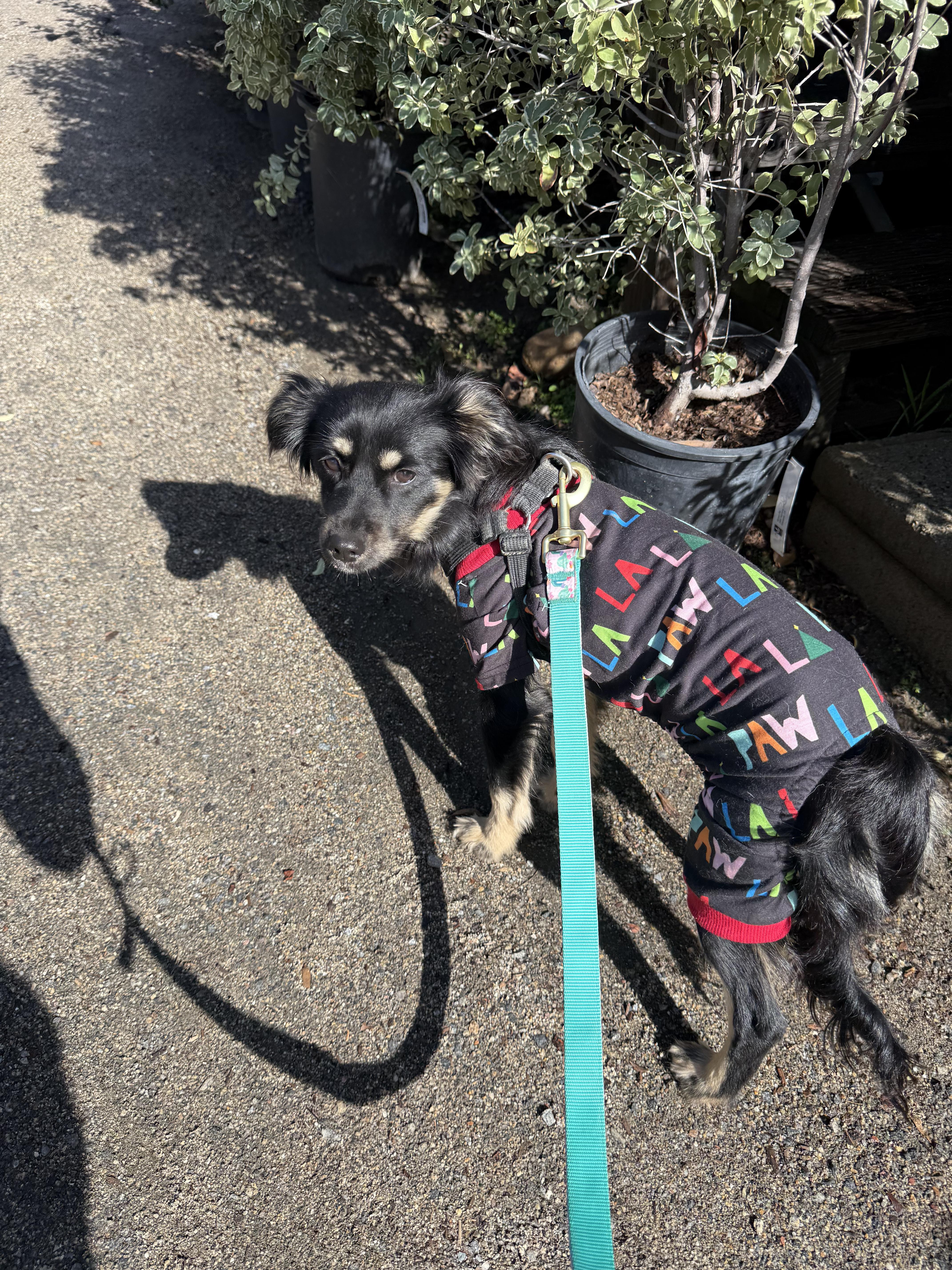 Enlarge Maki, an adopted mixed breed in Chula Vista, CA image 2/4