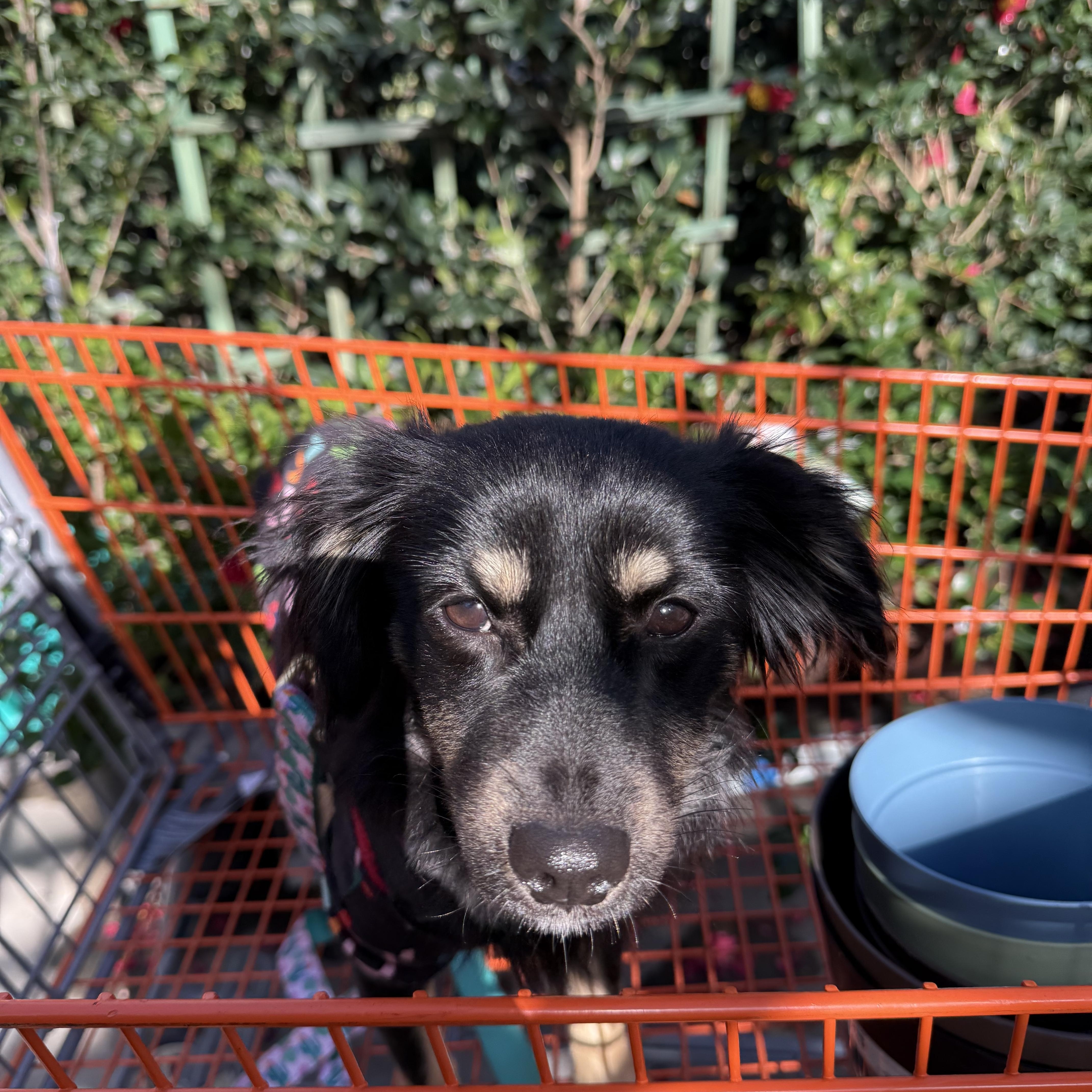 Enlarge Maki, an adopted mixed breed in Chula Vista, CA image 3/4