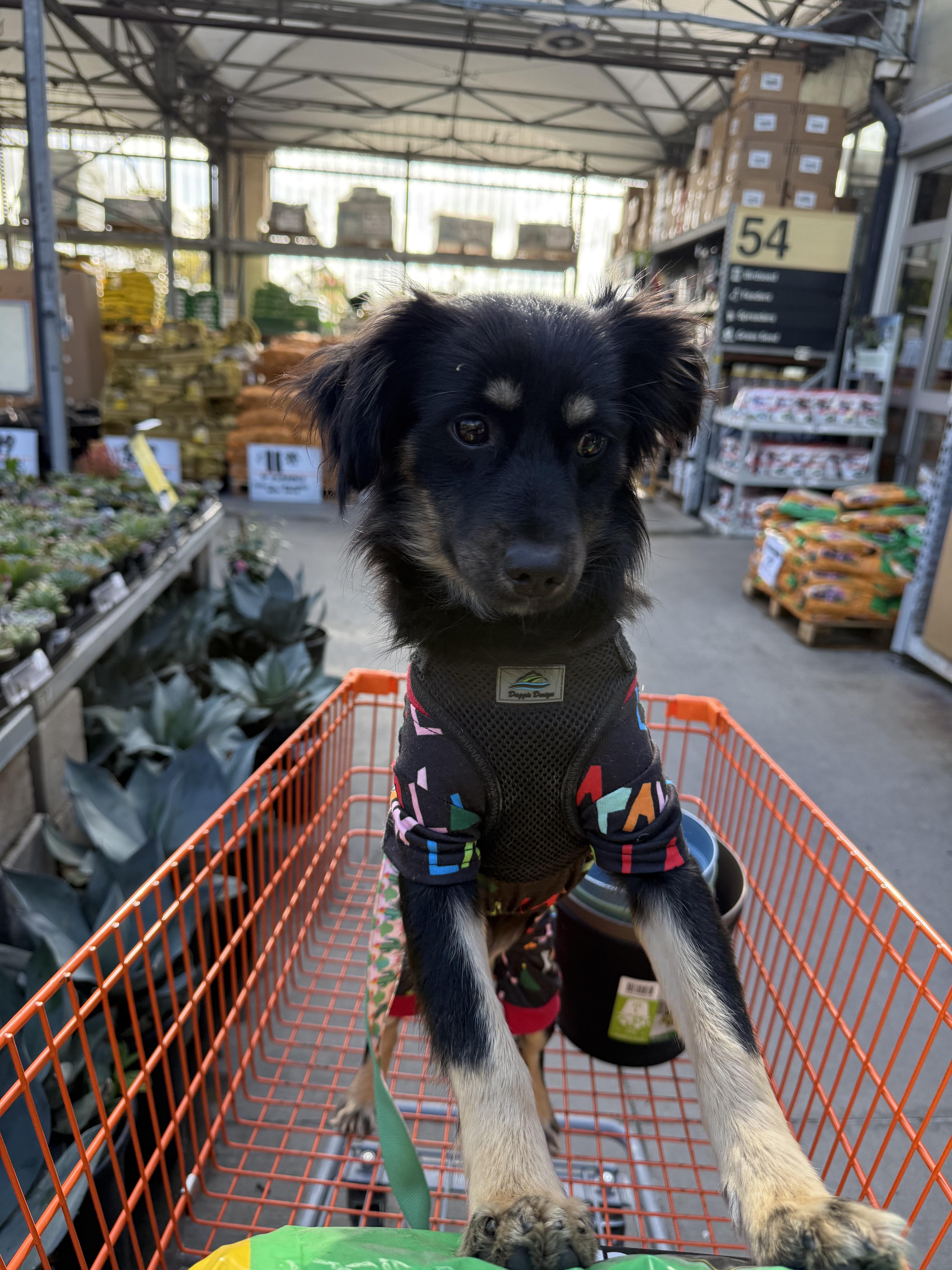 Maki, adopted, Young Female Miniature Pinscher & Chihuahua.