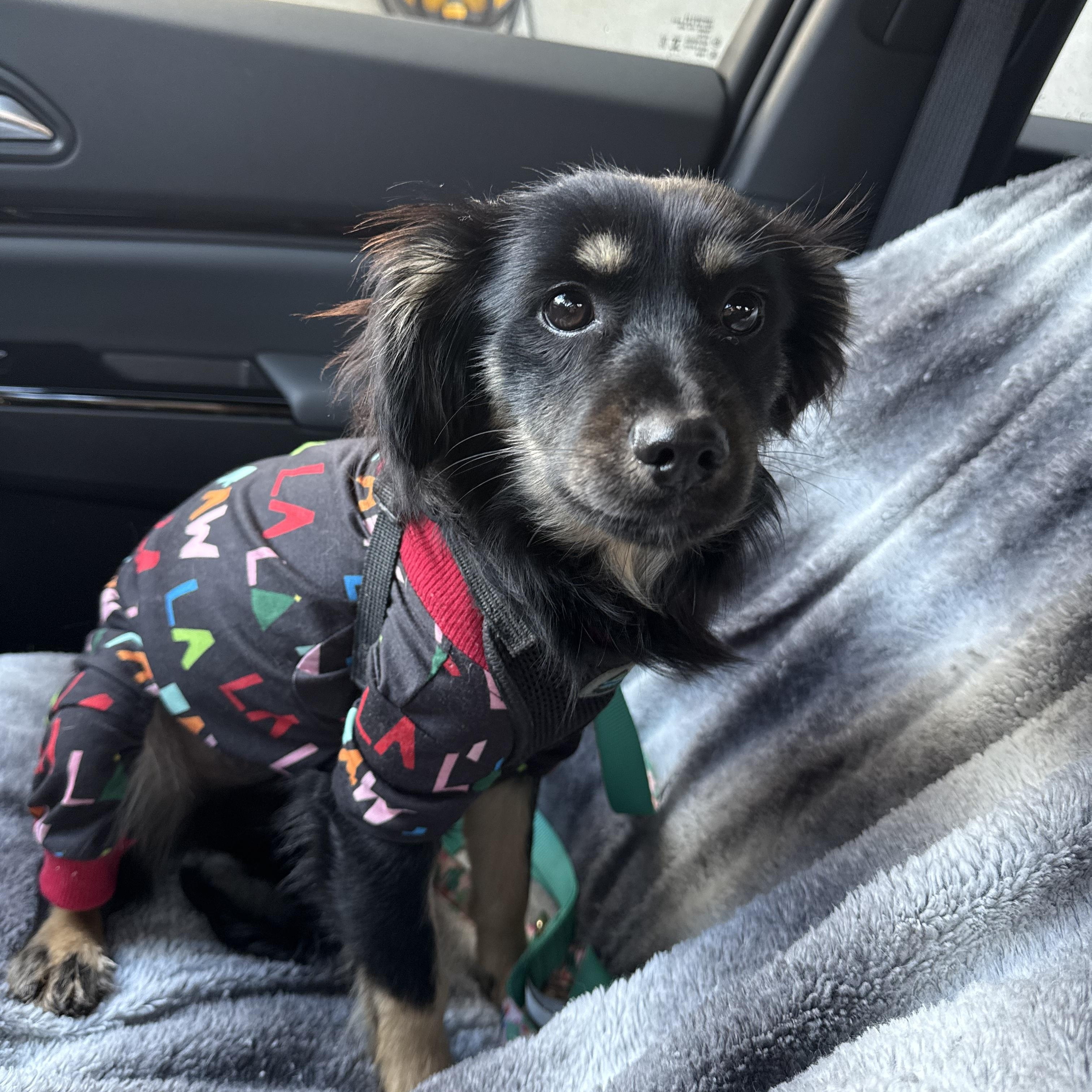 Enlarge Maki, an adopted mixed breed in Chula Vista, CA image 4/4