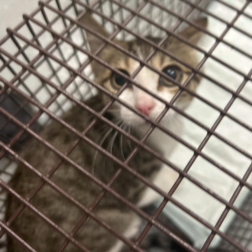 C9, Adoptable, Kitten Female Domestic Short Hair.