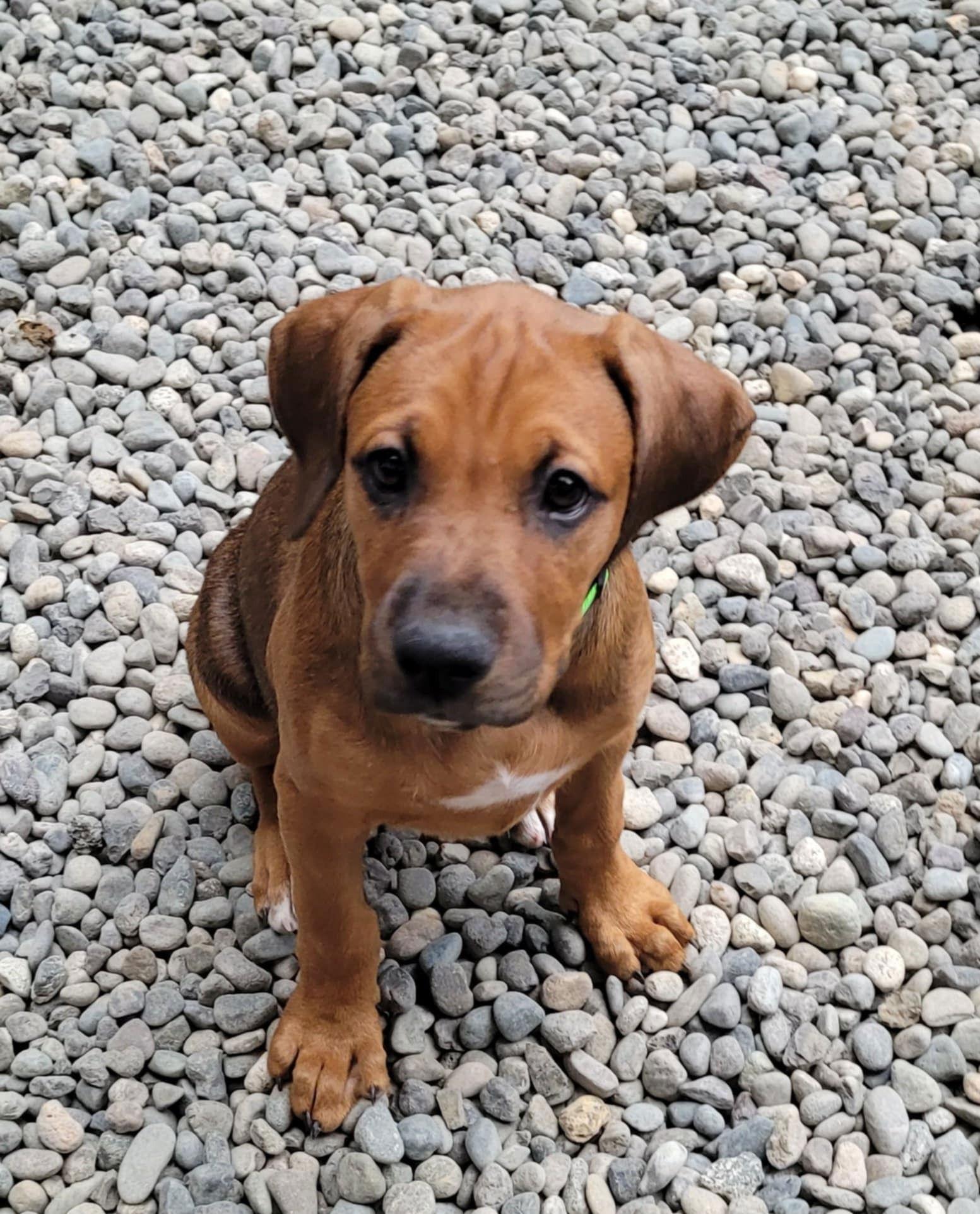 Patty, Adoptable, Adult Female Boxer & Doberman Pinscher.