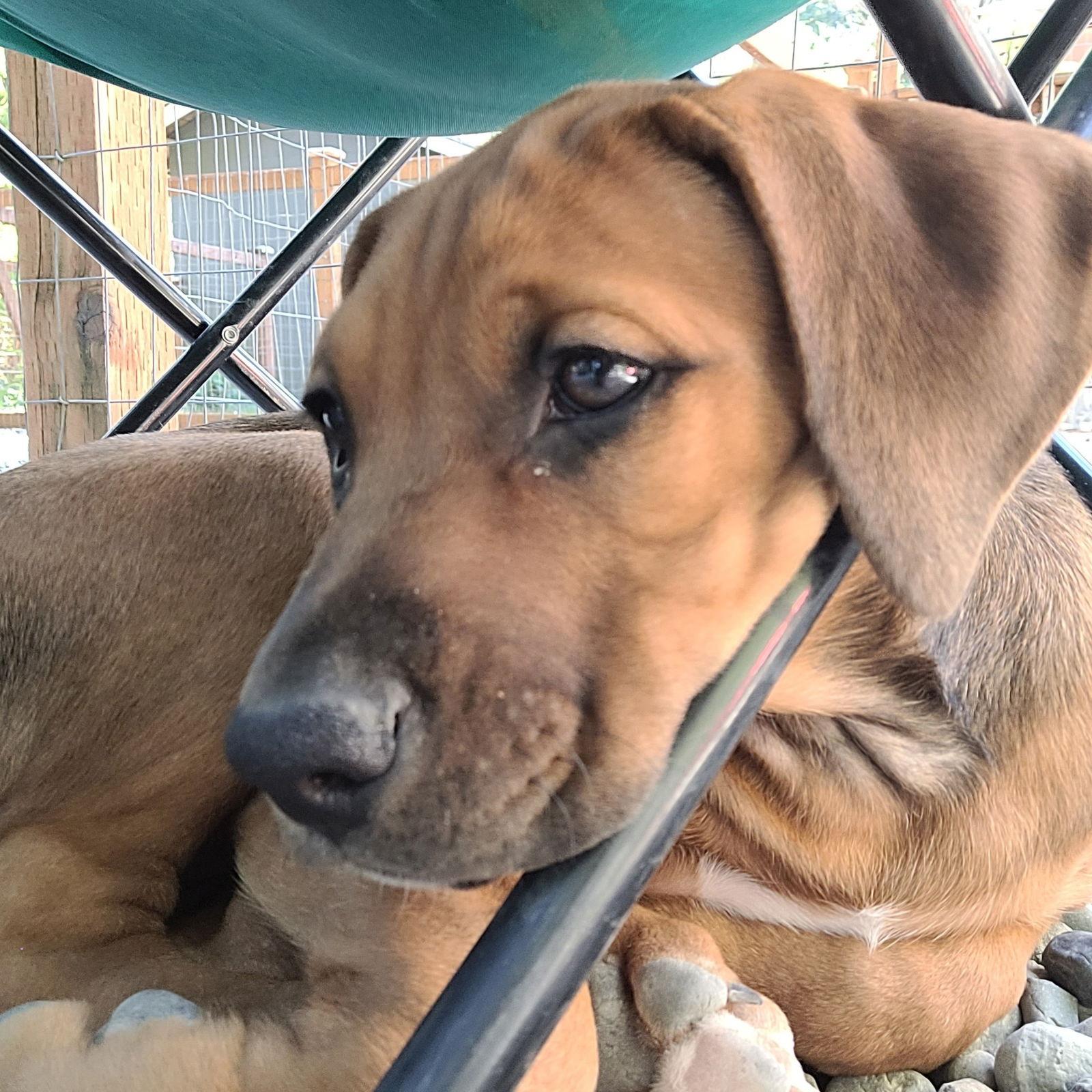 Patty, a Adoptable mixed breed in Woodinville, WA image 2/3