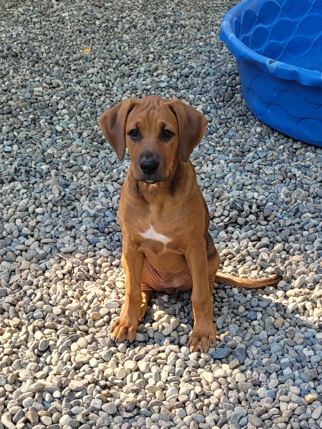Patty, a Adoptable mixed breed in Woodinville, WA image 3/3