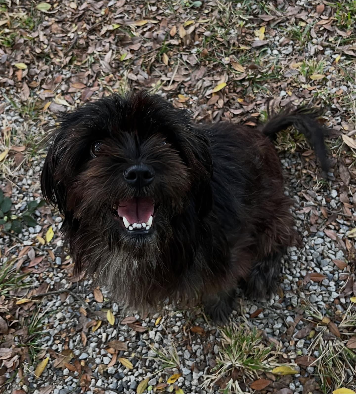 Brandy, Adoptable, Adult Female Terrier.