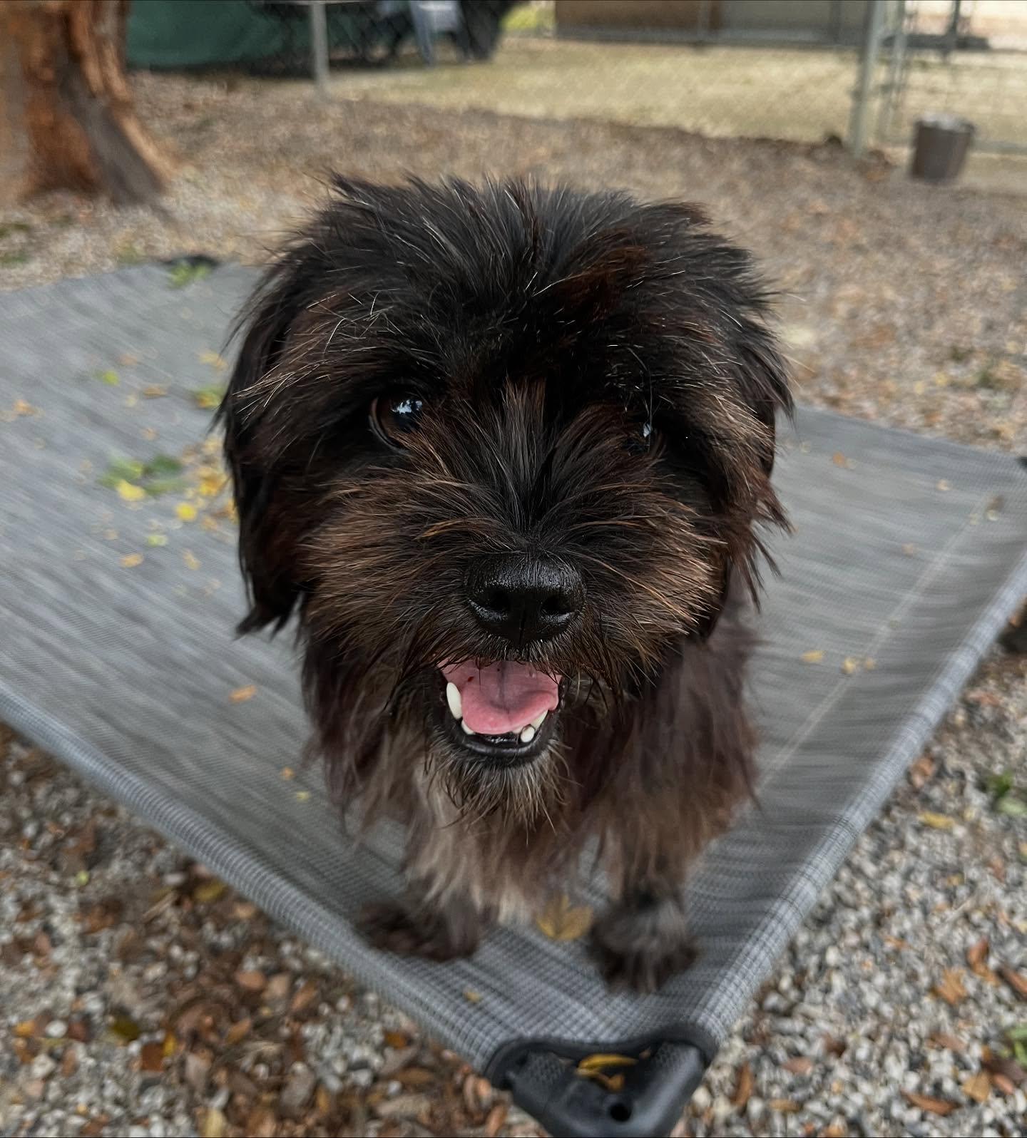 Brandy, Adoptable, Adult Female Terrier.