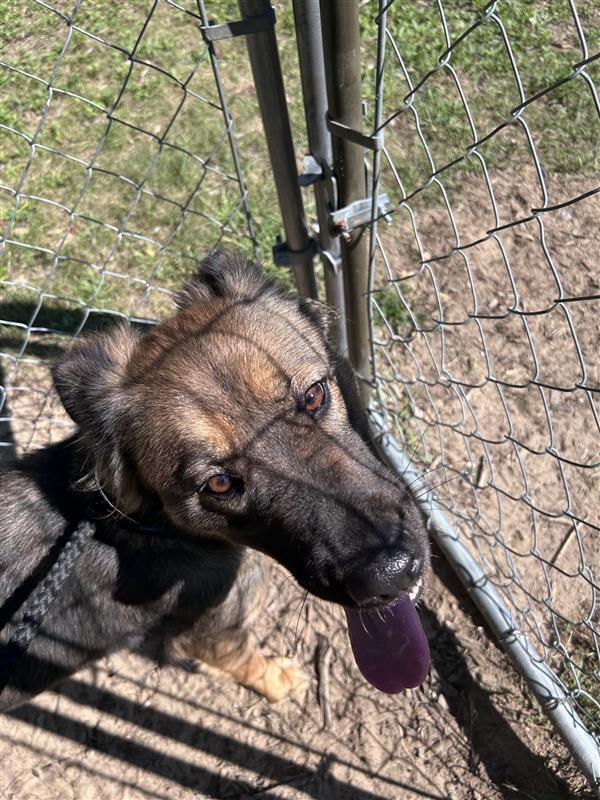 Enlarge Willow, a Adoptable mixed breed in Standish, MI image 4/4