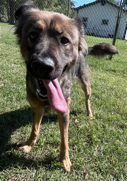 Willow, Adoptable, Young Female German Shepherd Dog & Australian Shepherd.