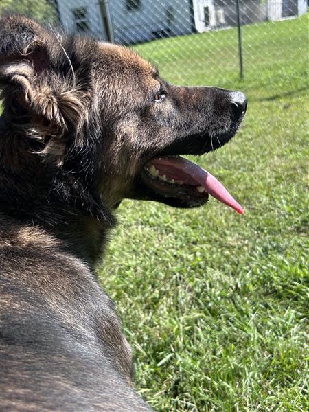Enlarge Willow, a Adoptable mixed breed in Standish, MI image 2/4