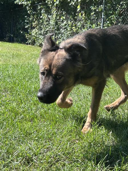 Enlarge Willow, a Adoptable mixed breed in Standish, MI image 3/4