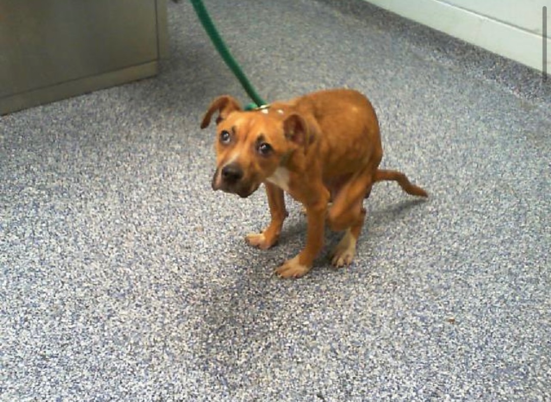 Dessi, Adopted, Young Female Boxer & Feist.