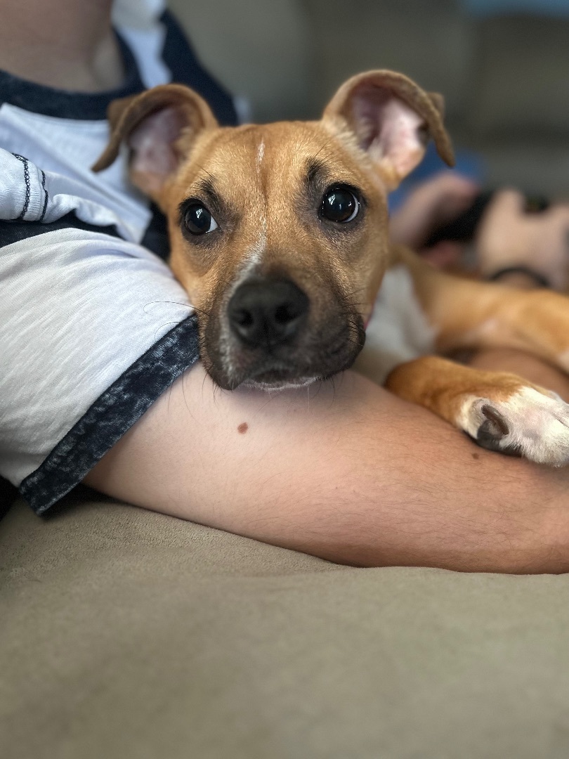 Dessi, a Adopted mixed breed in Monroe, NC image 2/12