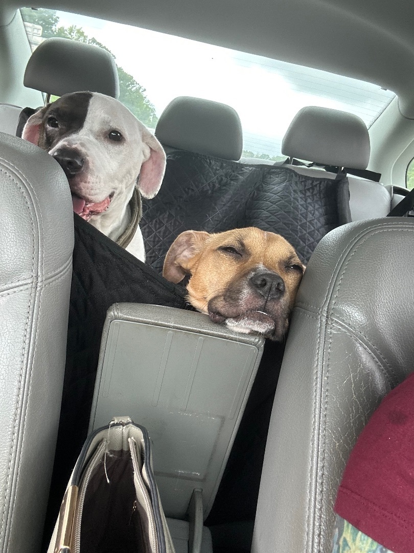 Dessi, a Adopted mixed breed in Monroe, NC image 3/12