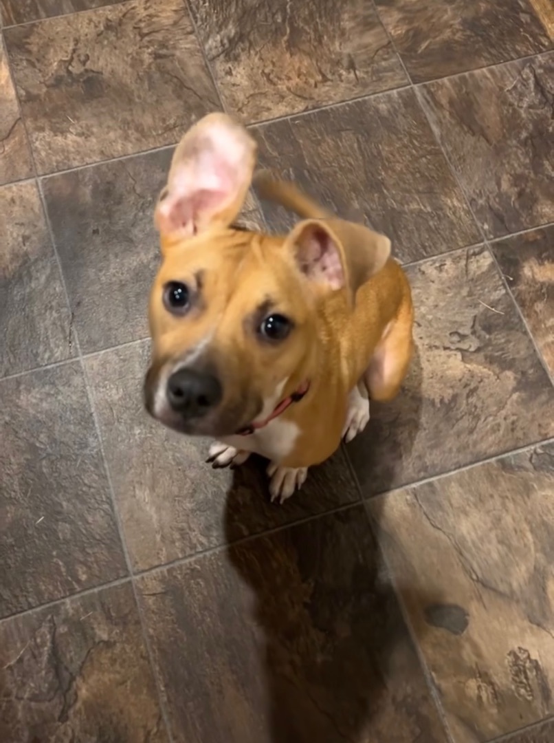 Dessi, a Adopted mixed breed in Monroe, NC image 5/12