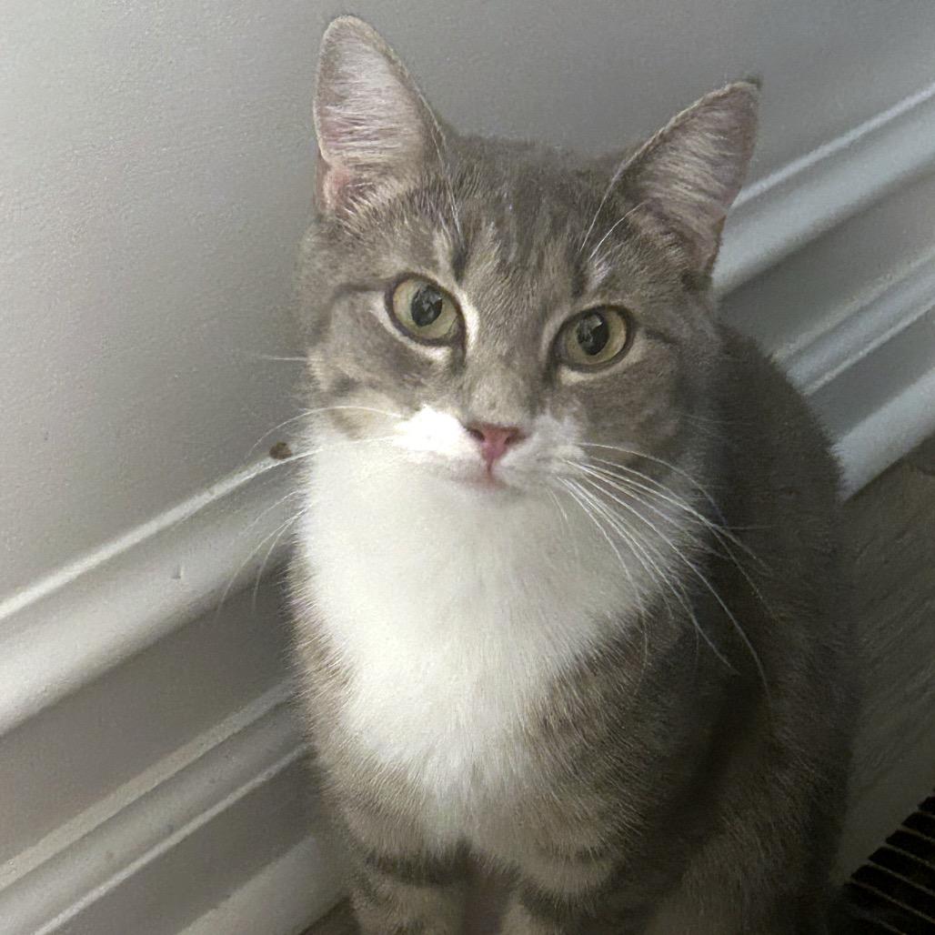 Skye, Adoptable, Young Female Domestic Short Hair.