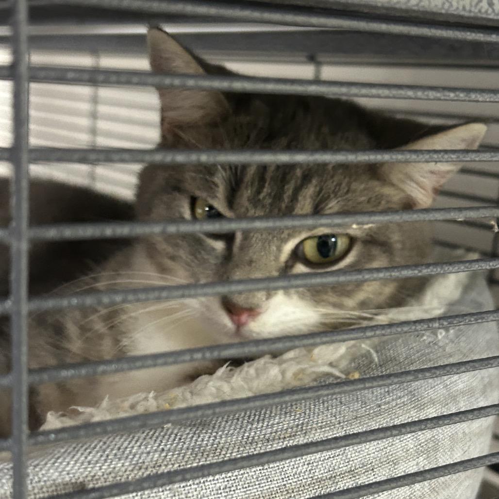 Enlarge Skye, a Adoptable Domestic Short Hair in Huntsville, AL image 2/2