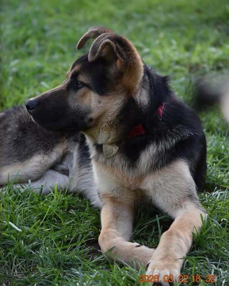 Enlarge Flash, a ADOPTABLE mixed breed in Crescent city, CA image 5/6