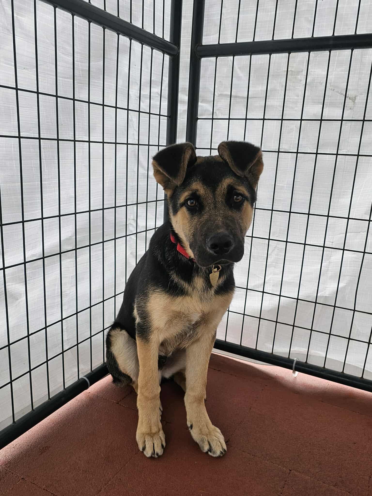 Enlarge Flash, a ADOPTABLE mixed breed in Crescent city, CA image 2/6